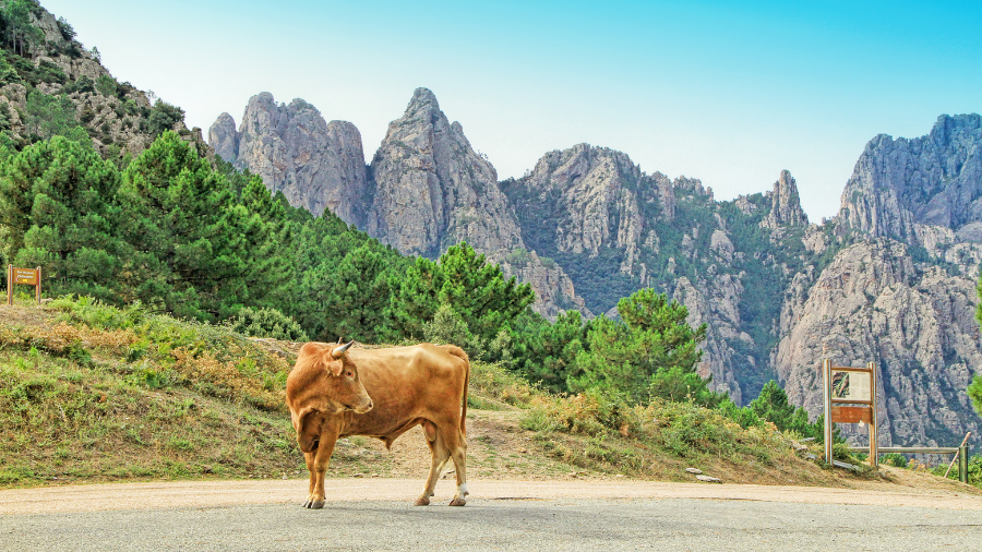 Corse vacances van aménagé